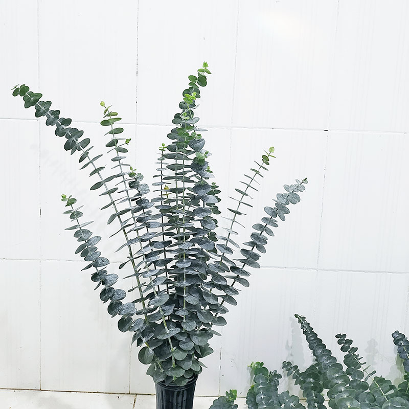 单支尤加利叶新鲜花束搭配叶推荐清新鲜切花云南水养花材