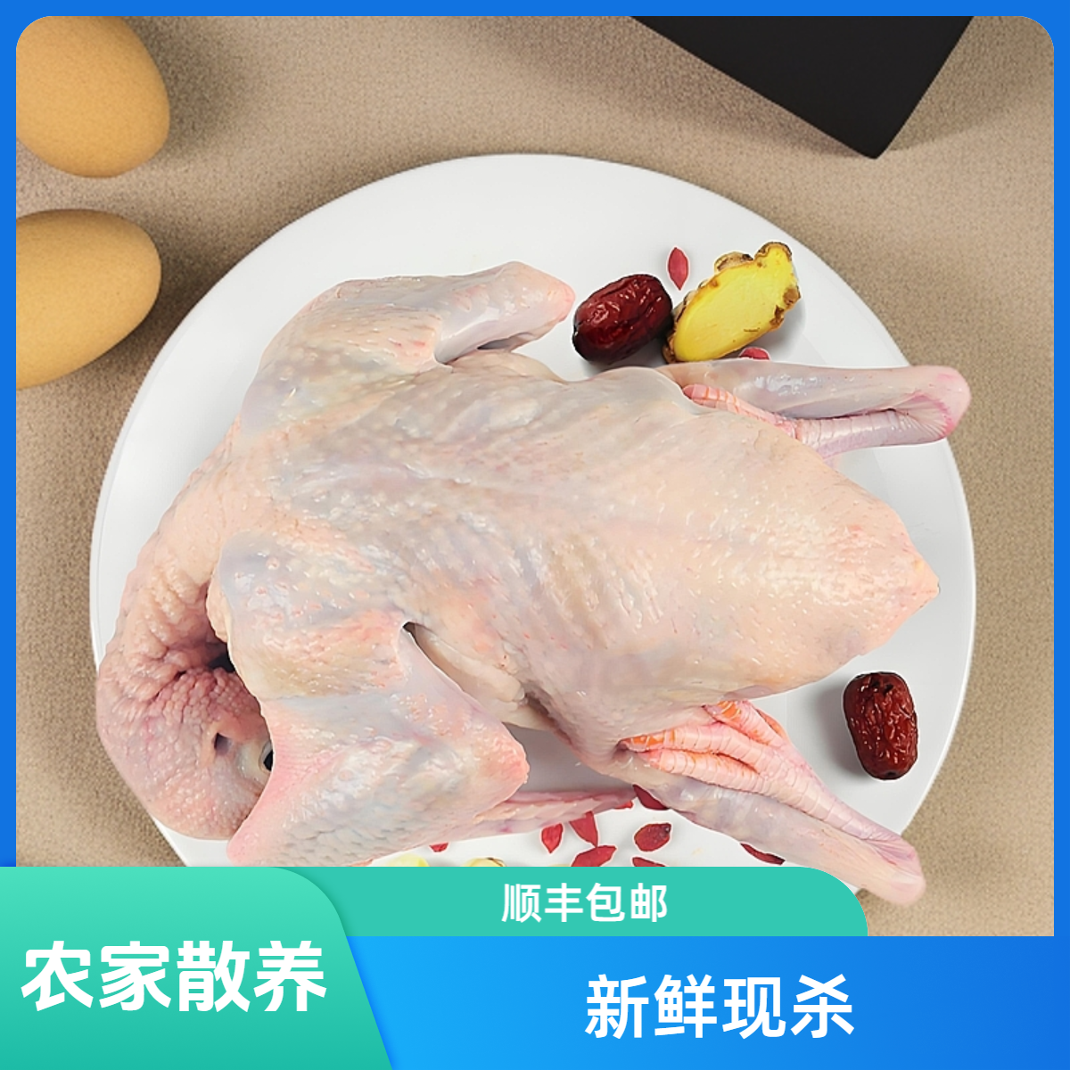 农家散养五年以上3只《老鸽子》新鲜现杀顺丰包邮（坏单包赔）