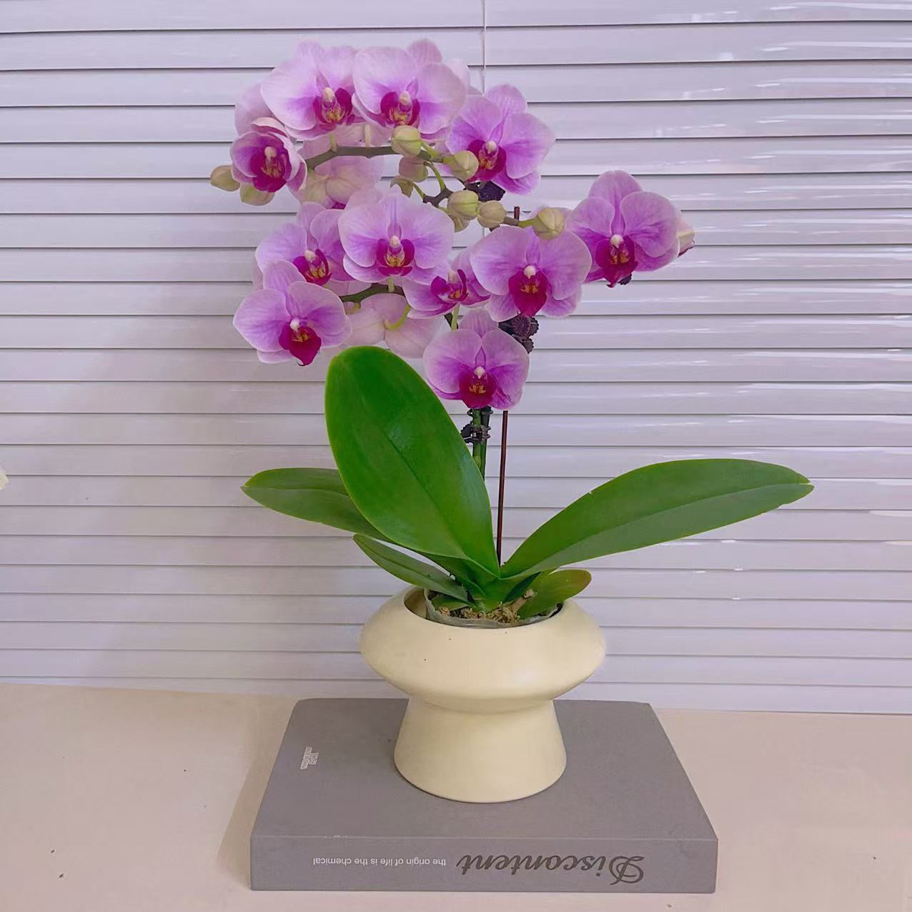 蝴蝶兰【宝贝】单花剑带花苞带树脂飞碟盆 室内花花 广州基地直发