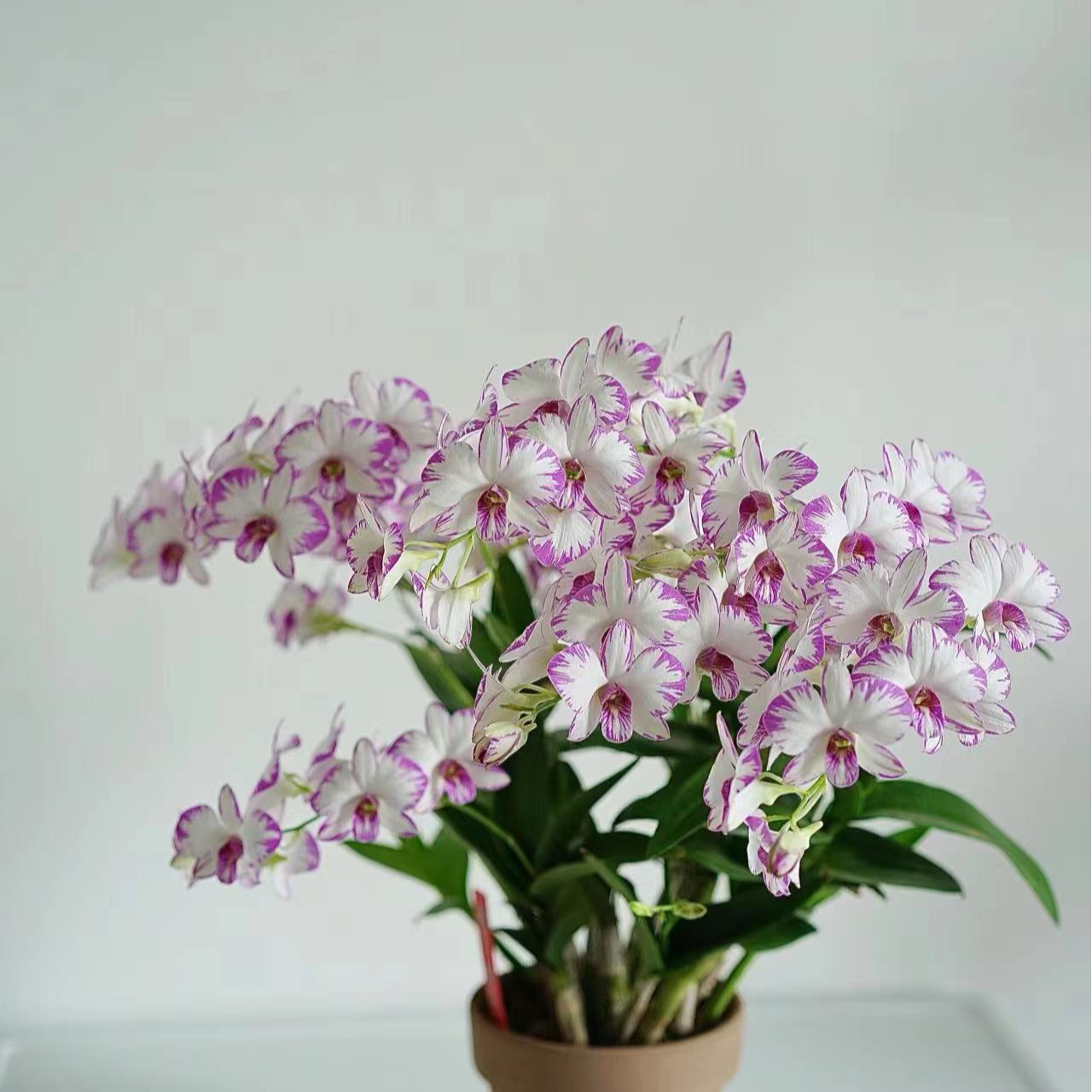 泼墨秋石斛兰盆栽花卉花期长易爆花发货室内阳台美观易养护