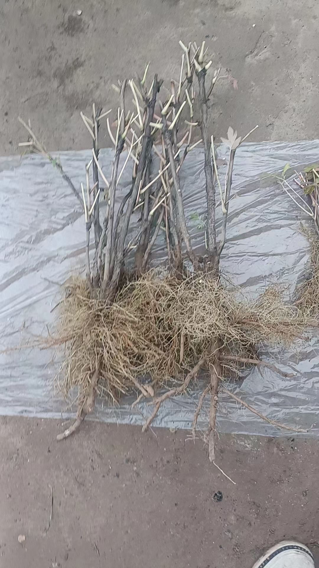 紫斑牡丹苗子3棵花色不限包邮