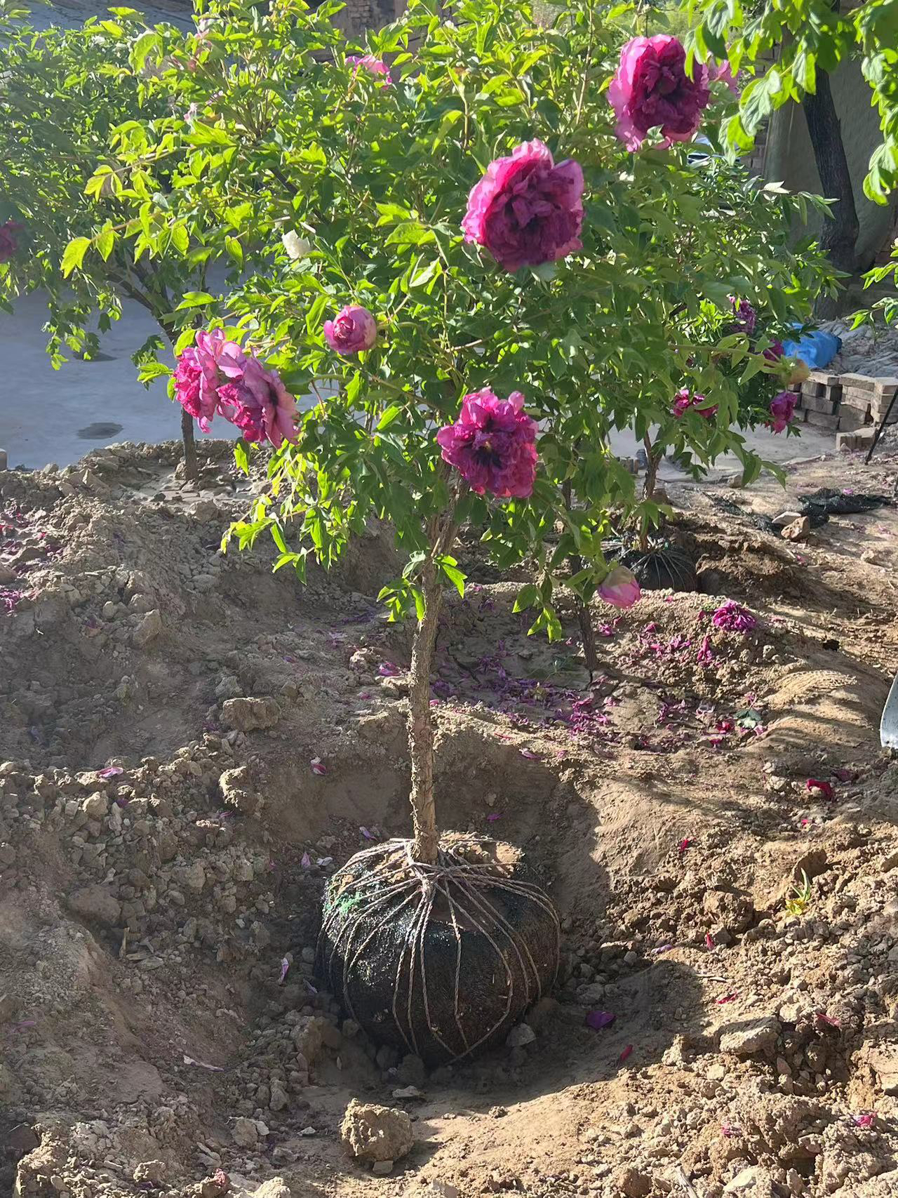 紫斑原生牡丹花色丰富自然清新观赏植物
