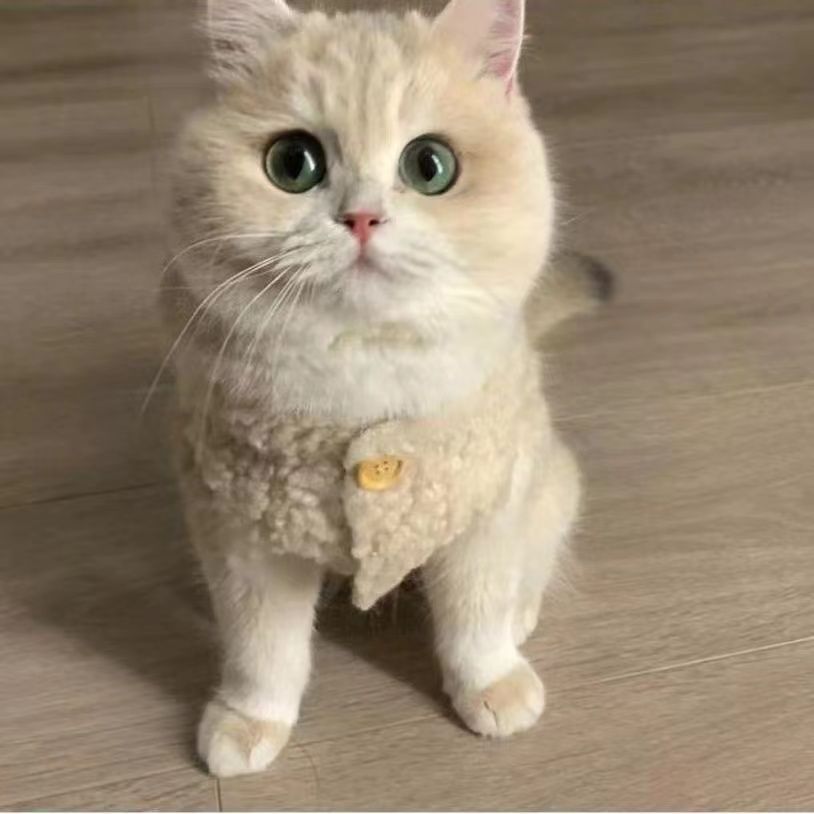 保暖羊羔毛马甲秋冬小猫背心狗狗宠物幼猫小狗幼犬猫猫狗加绒加厚