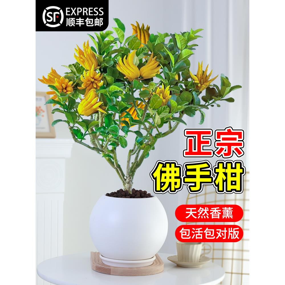 佛手树盆栽带果可食用金华佛手柑树苗室内外阳台四季好养花卉绿植