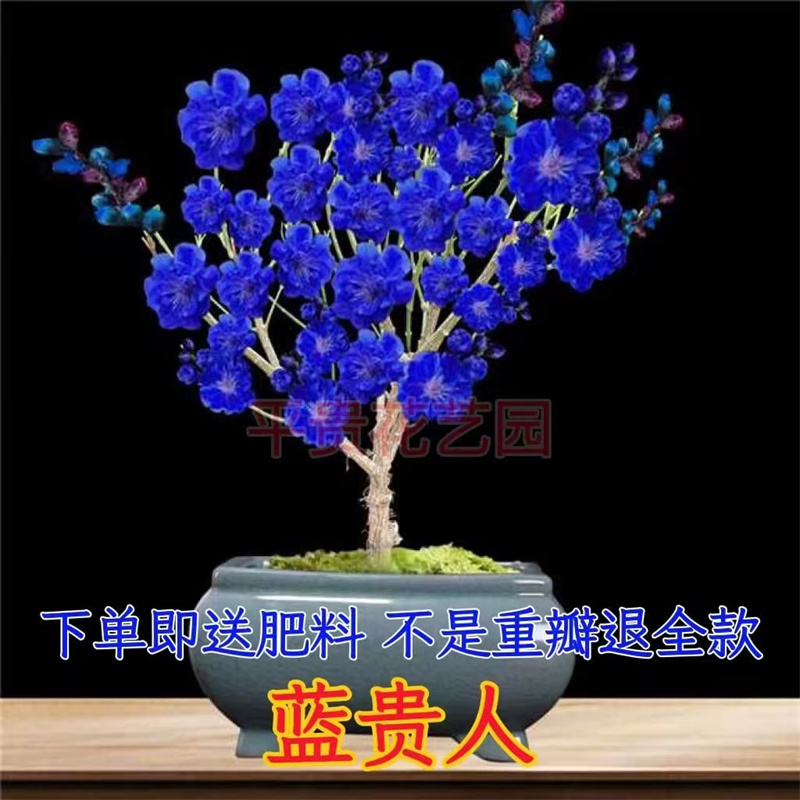 四季梅花盆栽四季花开耐寒耐热好养易活五颜六色重瓣室内花卉绿植