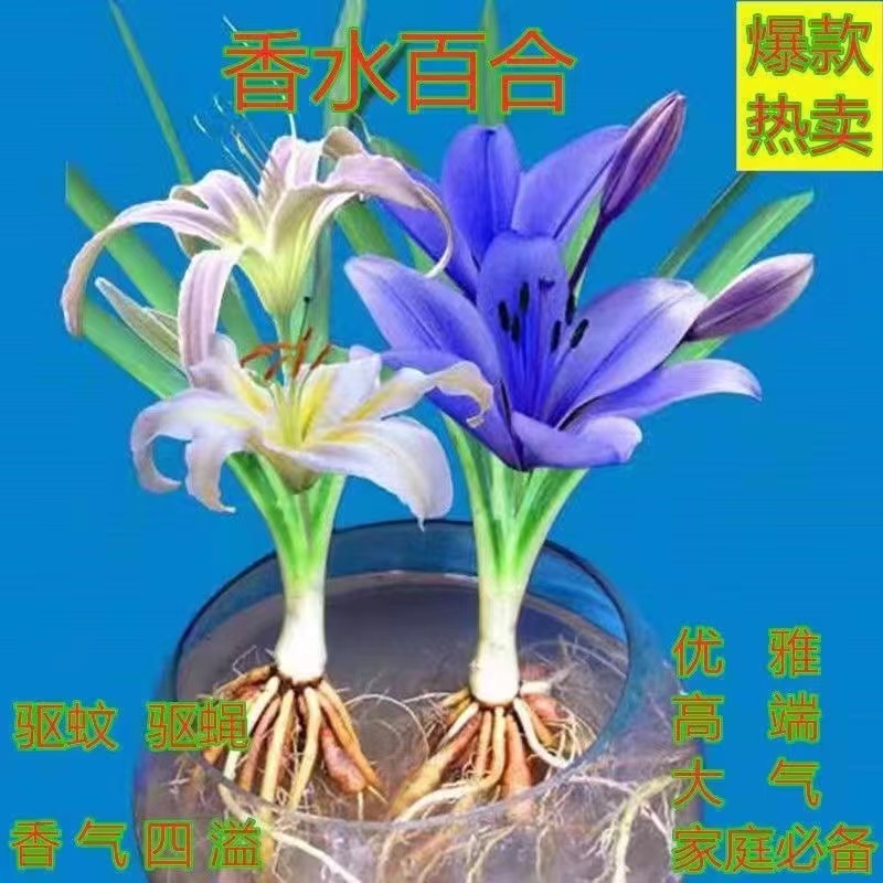 【常年开花】爆款香水百合花驱蚊四季水培养花卉盆栽室内客厅绿植