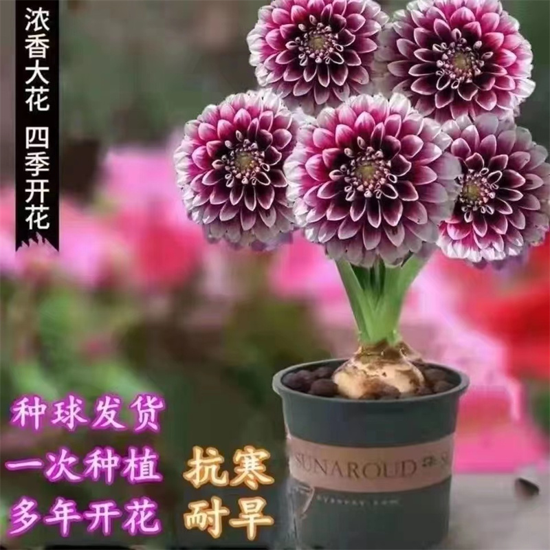 浓香型香薰驱蚊驱虫花耐旱室内外办公室阳台花卉庭院绿植花卉盆栽