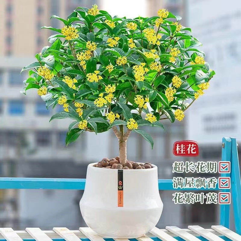 四季桂月月开盆栽耐寒植物