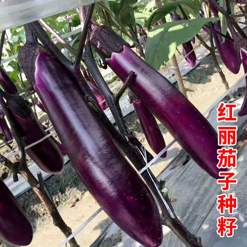 紫红长茄种子四季紫茄子春秋季阳台盆栽蔬菜【小菜园直播间专属】
