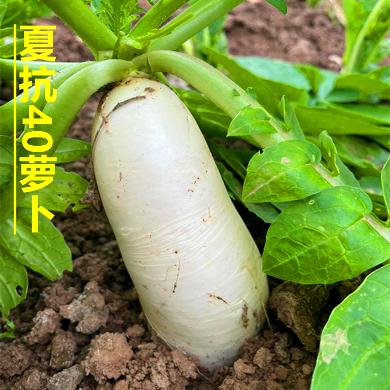 耐热夏抗40萝卜种耐寒白萝卜种子罗卜夏播早熟白萝卜种籽大全蔬菜