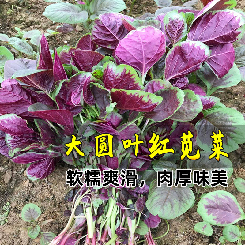 一点红圆叶苋菜种子圆叶苋菜四季蔬菜种籽菜籽【小菜园直播专属】