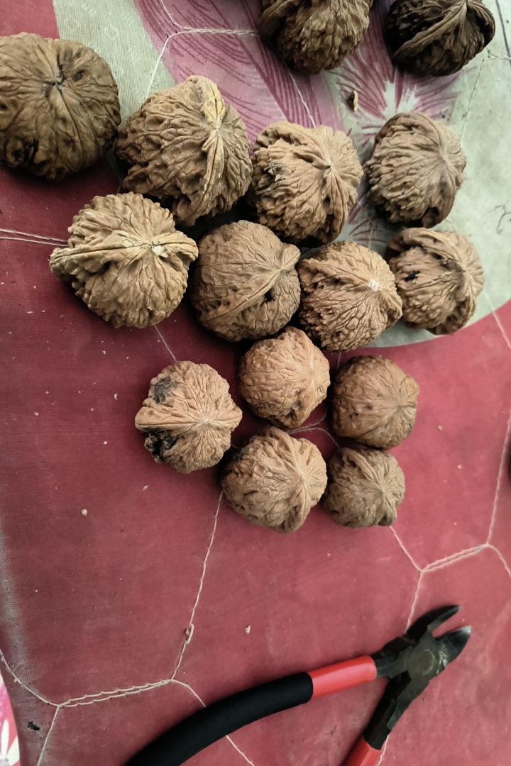 文玩核桃散仔两个