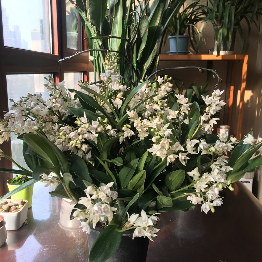 澳洲香水石斛【七夕立减7.7】好看、耐闻、可嚼着吃，室内室外，好养活