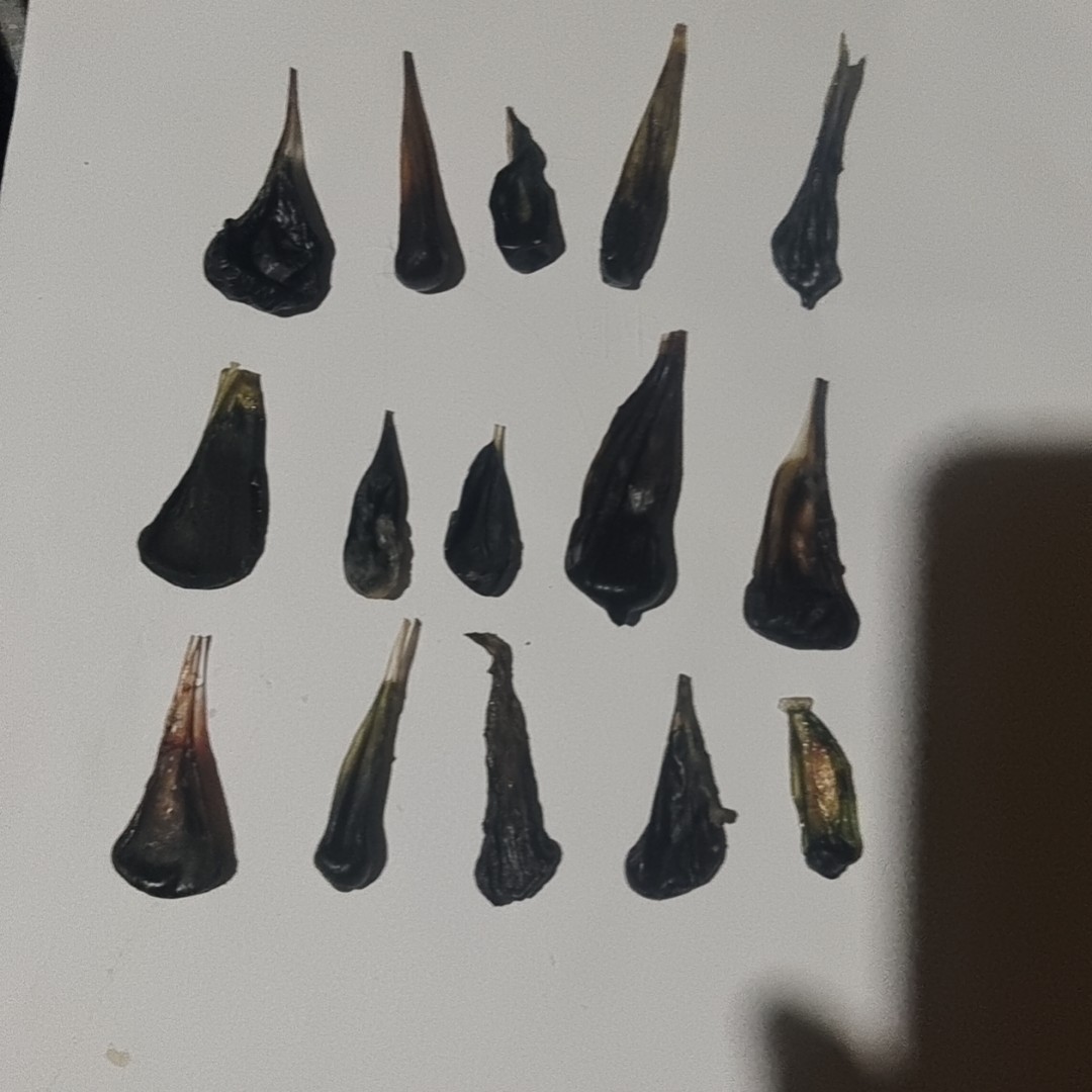 养殖动物银环苦胆干胆5个胆小慎拍