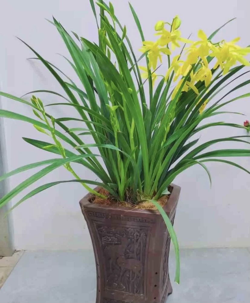 小神童（杂交兰！茉莉花香！不带花箭）