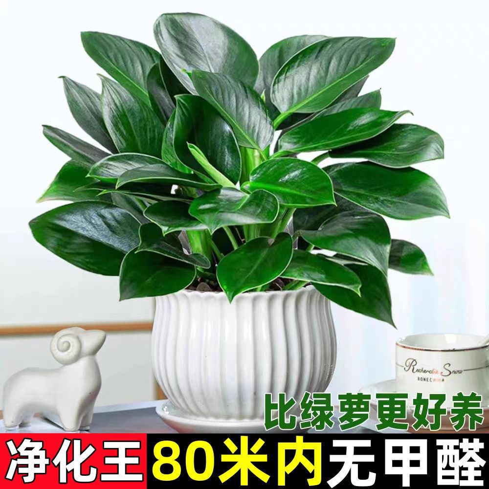 大叶金钻绿公主吸甲醛盆栽室内绿植好养水培土培办公室客四季常青