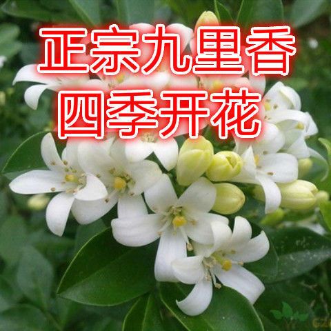 正宗九里香花卉盆栽四季开花苗浓香型客厅阳台绿植物室内耐寒好养