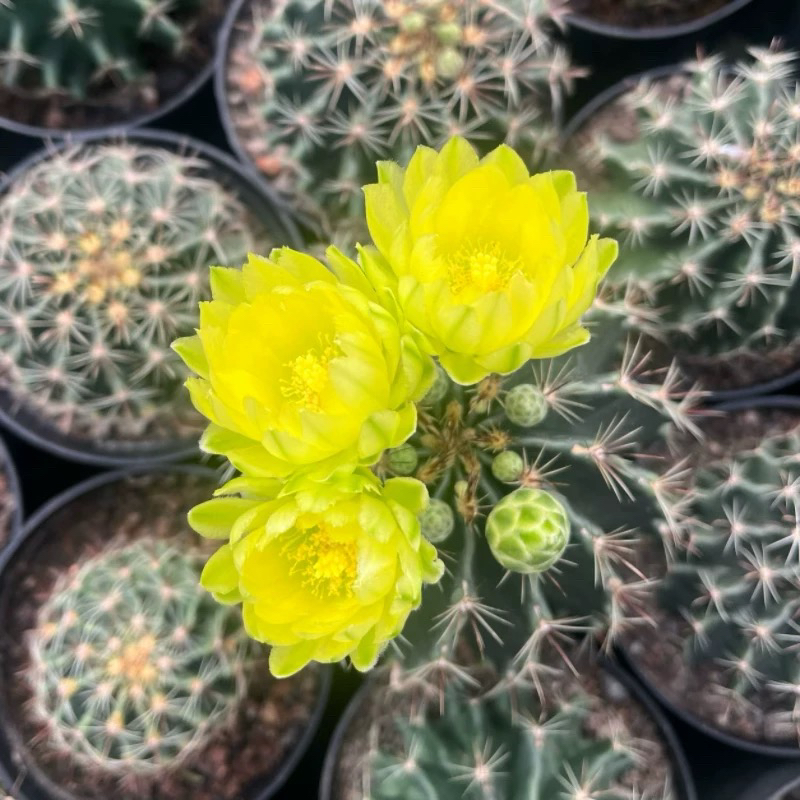 绿花龙王仙人球（非偏远地区满十八包邮）