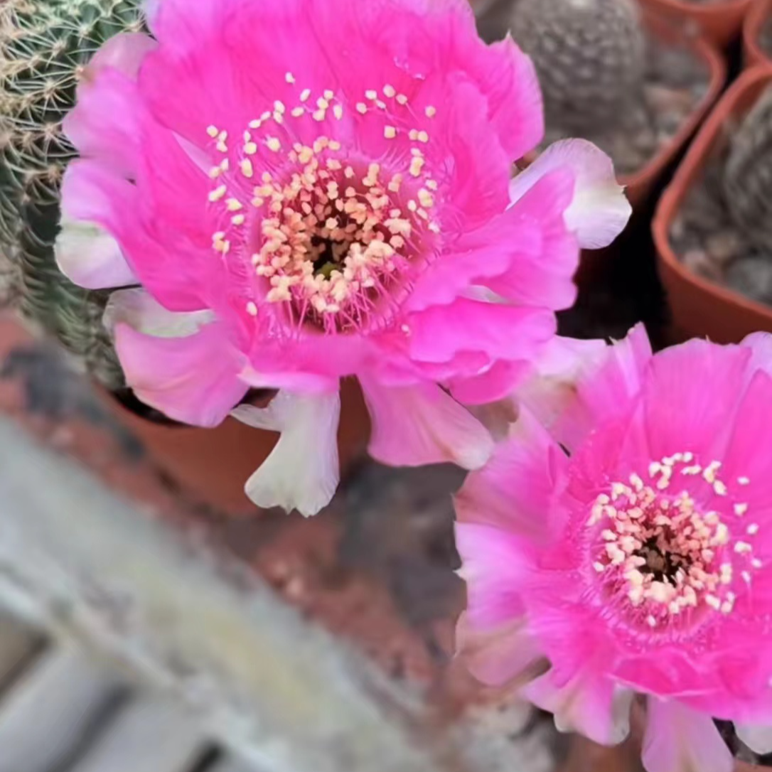 粉红女郎丽花仙人球（非偏远满十八包邮）