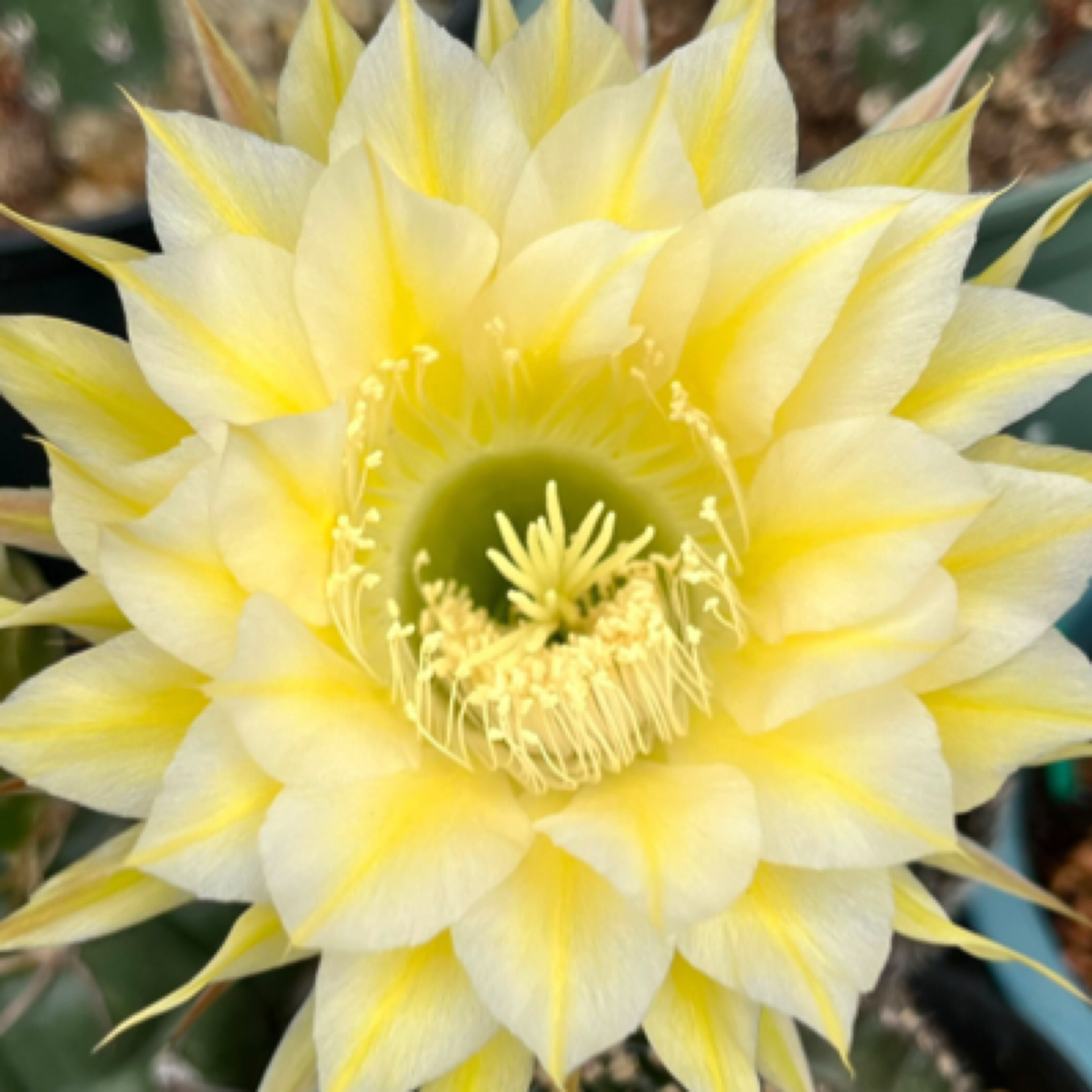 伊卡洛斯席克氏彩草仙人球（非偏远地区满十八包