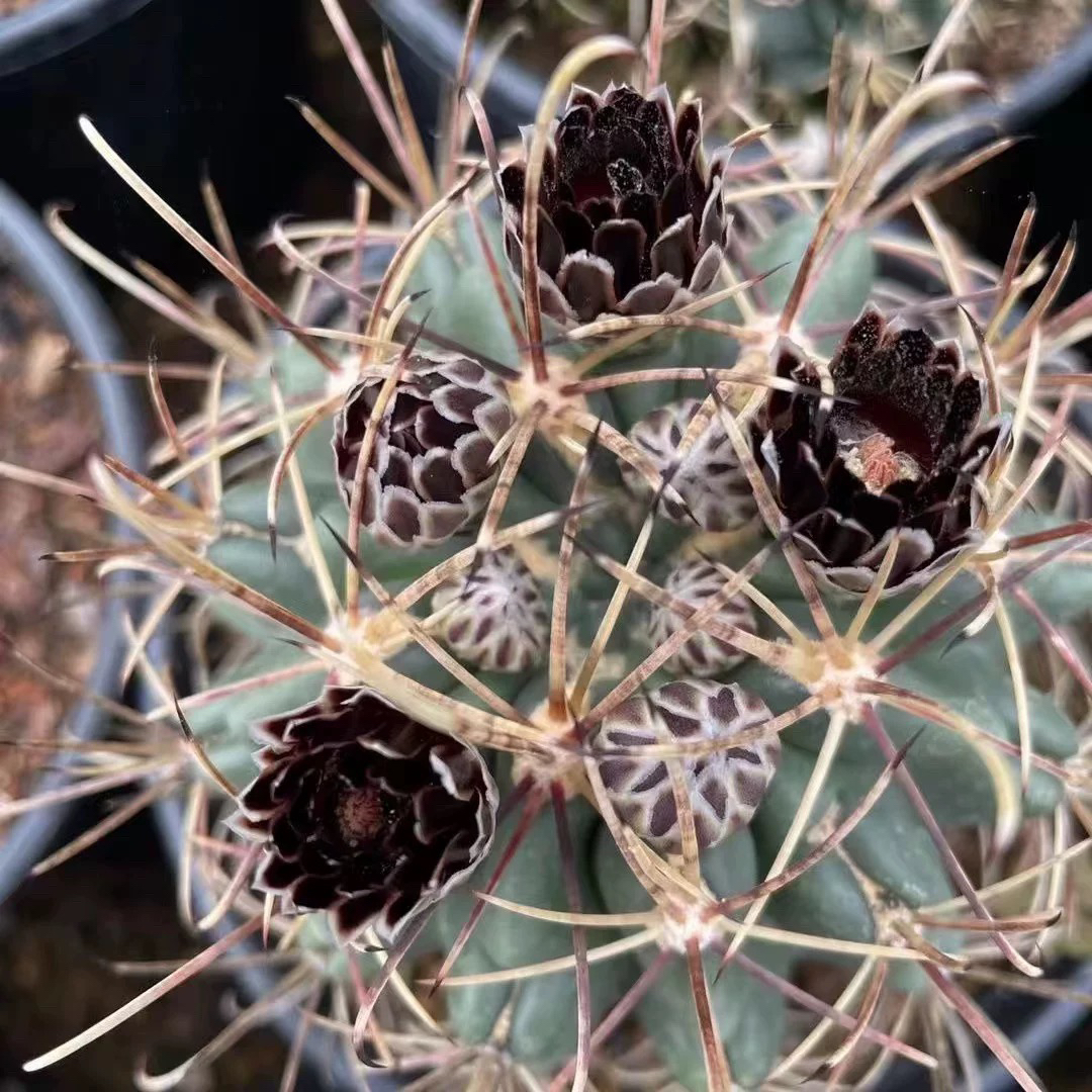 黑罗刹仙人球（非偏远地区满十八包邮）