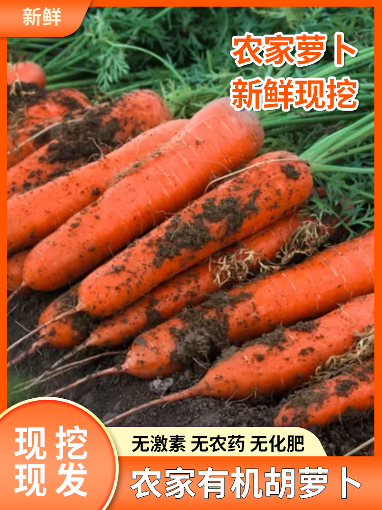 新鲜沙地优质糖心胡萝卜现采现发质脆味甜生吃脆甜不好吃包赔营养