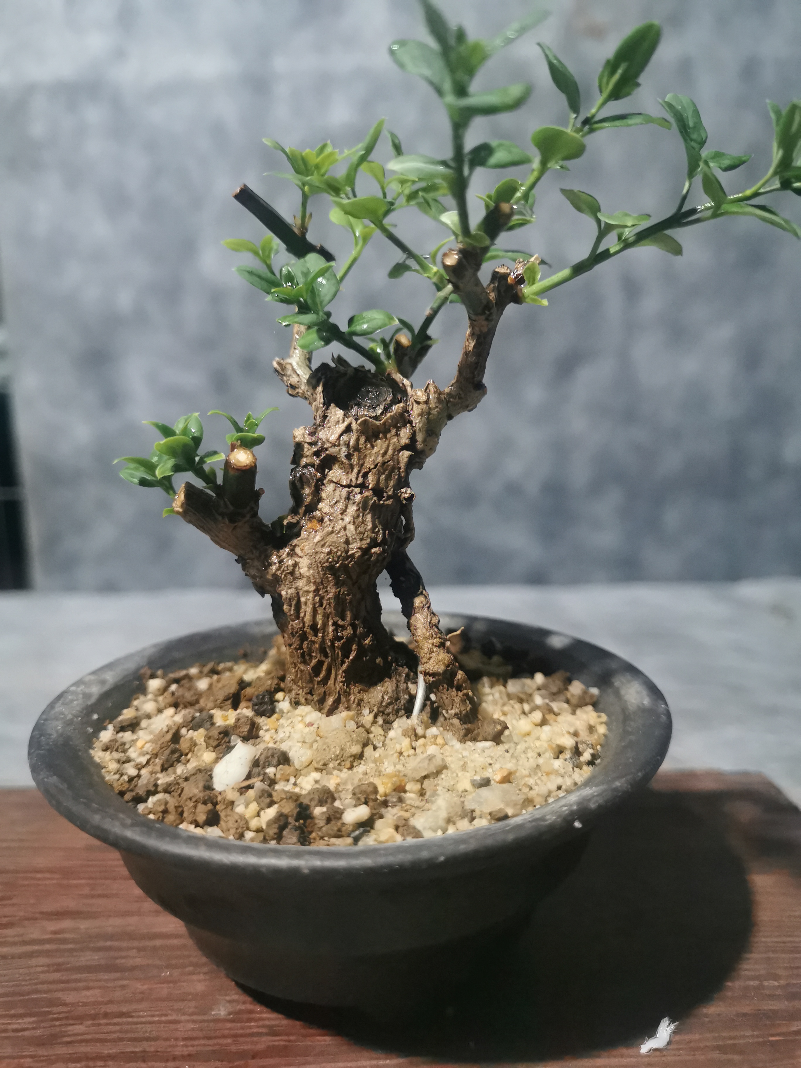 迎春，黄荆，黄泸，各种盆景桩，庭院树，微型盆景