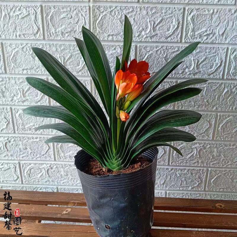 【提前赏花，春节可复花】带花苞君子兰盆栽四季常青观叶