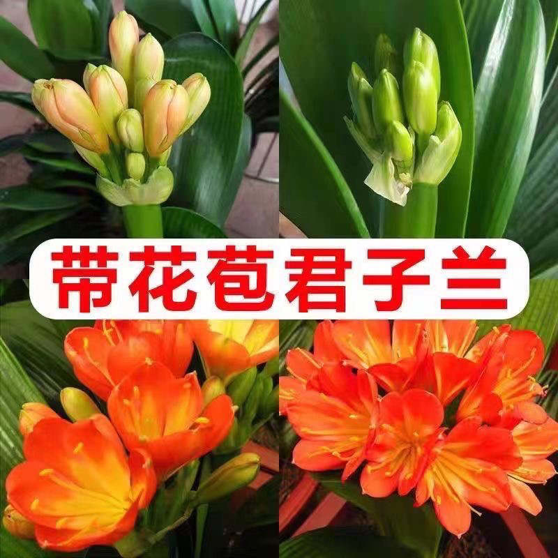 大花君子兰精品带花苞花卉精品立板名贵客厅室内好养不死盆栽植物