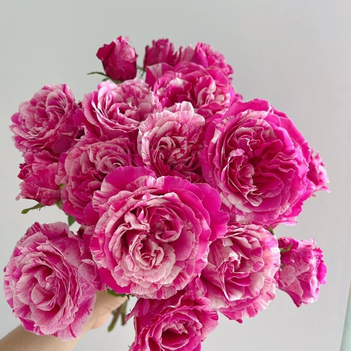 【宏哥月季】精品伊蕾莎斯特 大花浓香稀有条纹四季开花爬藤月季