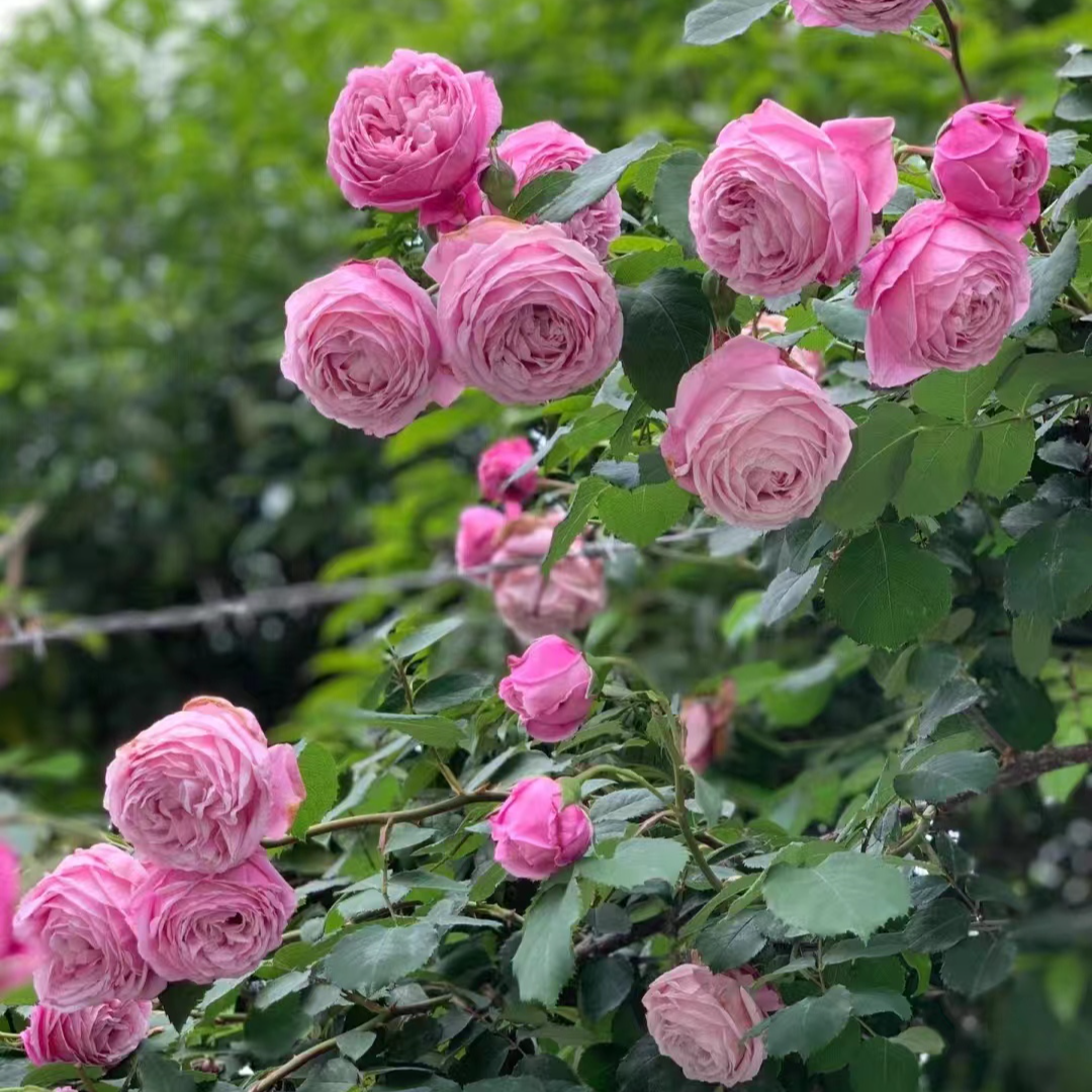 【宏哥月季】精品自由精神  大花强香花瓣层层叠叠多季开花爬藤月季