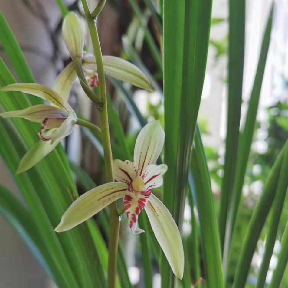 建兰小桃红带金边夏天开花香味浓郁开花机器新手入门品种很爱开花