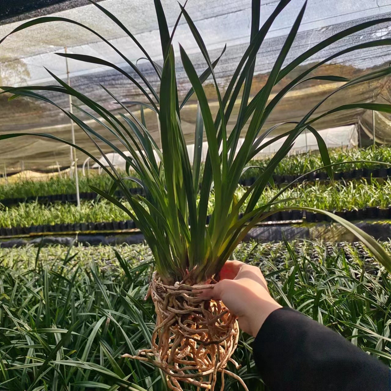 红满天快车小姐建兰墨兰杂交兰浓香型花卉绿植盆栽好养易活兰花