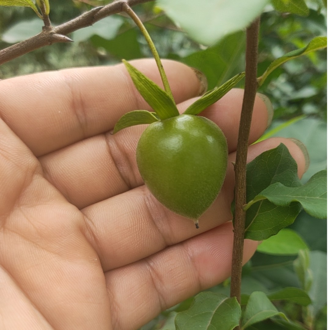老鸦柿，乔木类盆景素材
