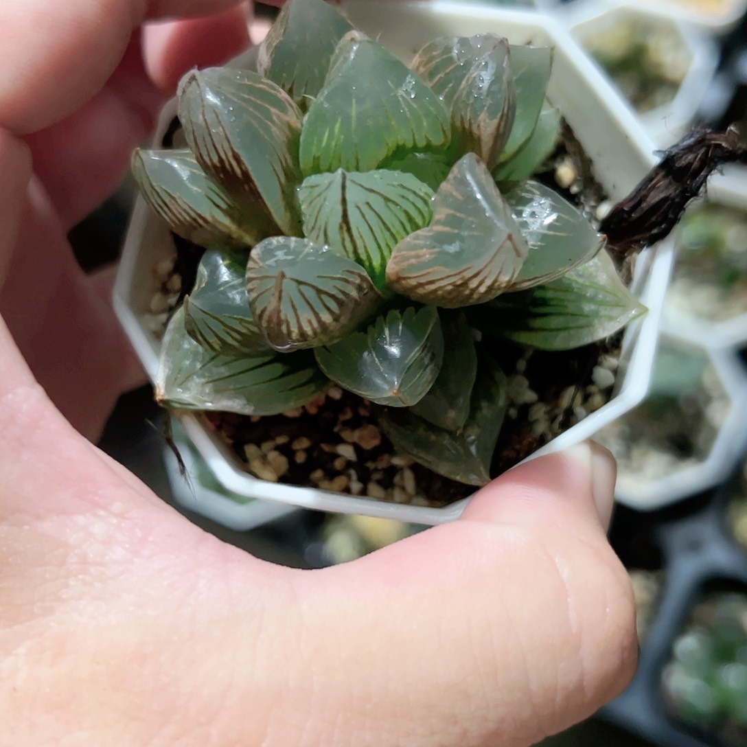 巨神兵十二卷多肉植物满