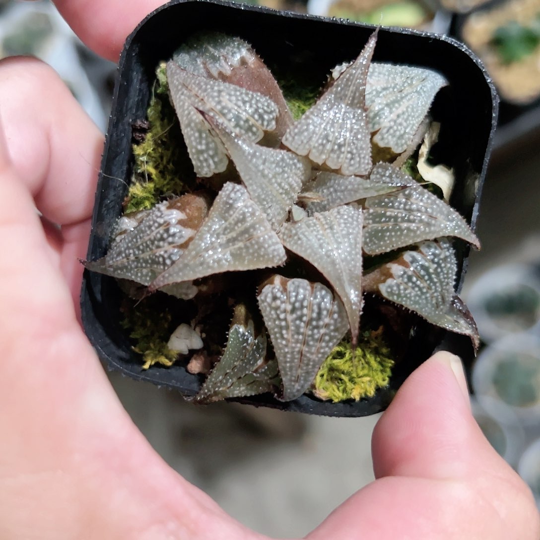 吕之星十二卷多肉植物