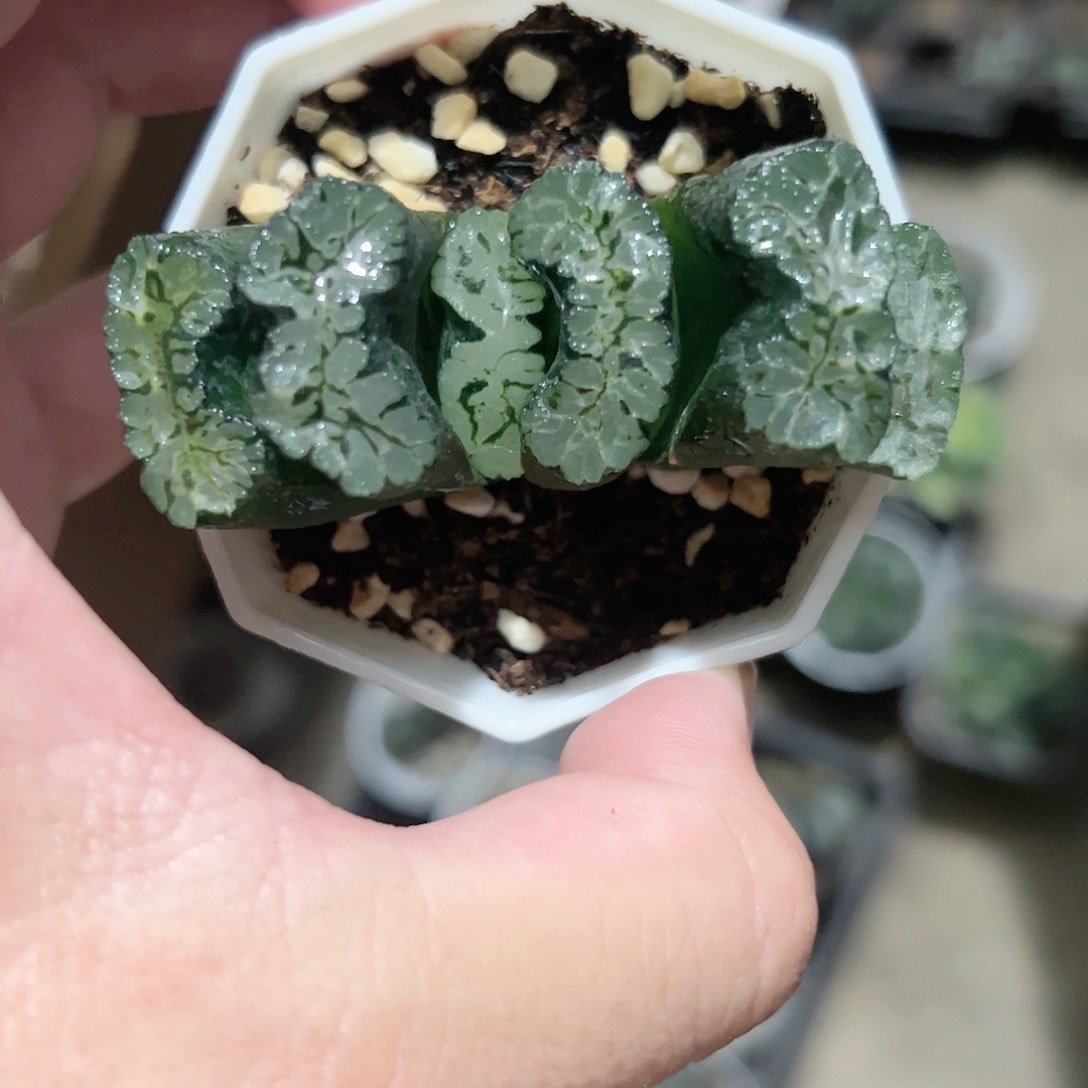 葵玉前变异十二卷多肉