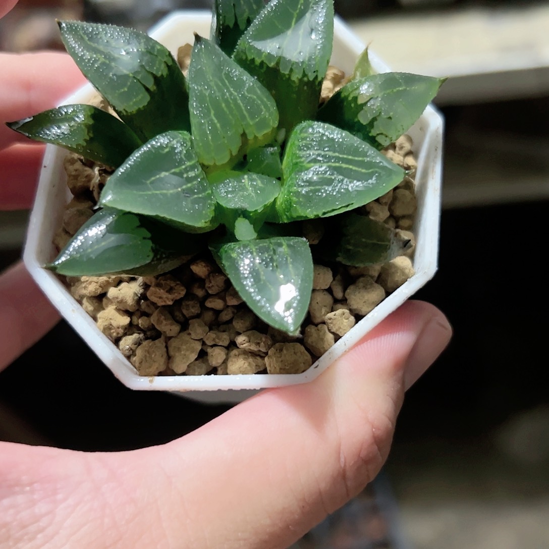 实生裹十二卷多肉植物
