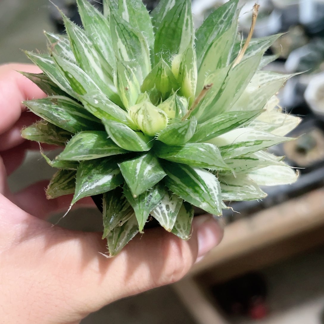 曲水锦十二卷多肉植物