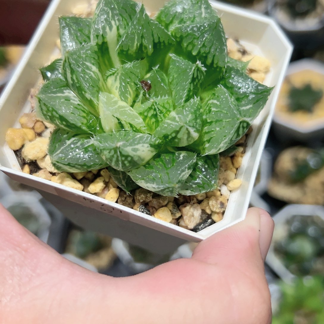 宝莲灯锦十二卷多肉植物