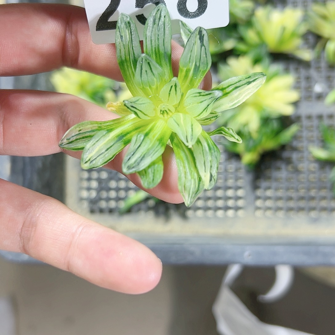 红红火火恍恍惚惚