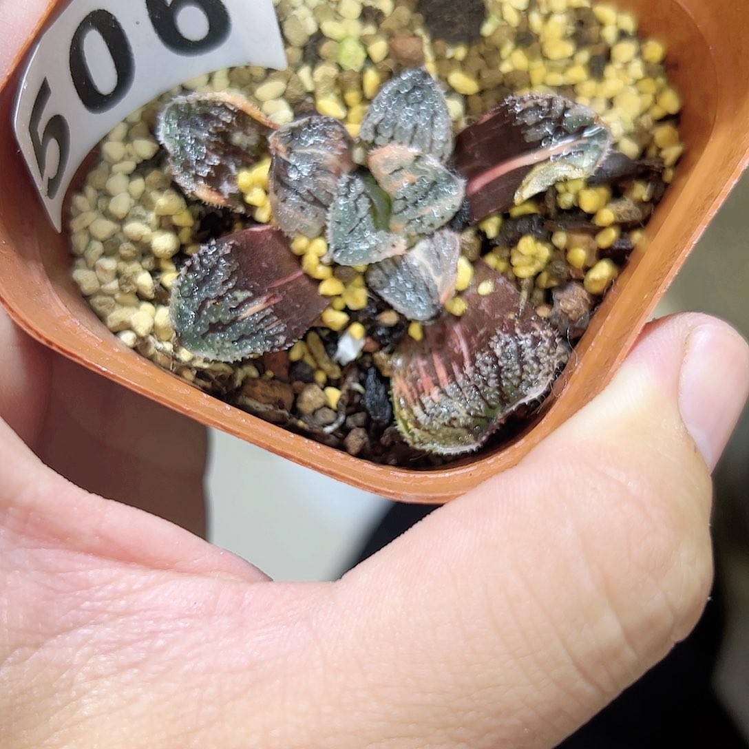 摩多摩多锦十二卷多肉植物