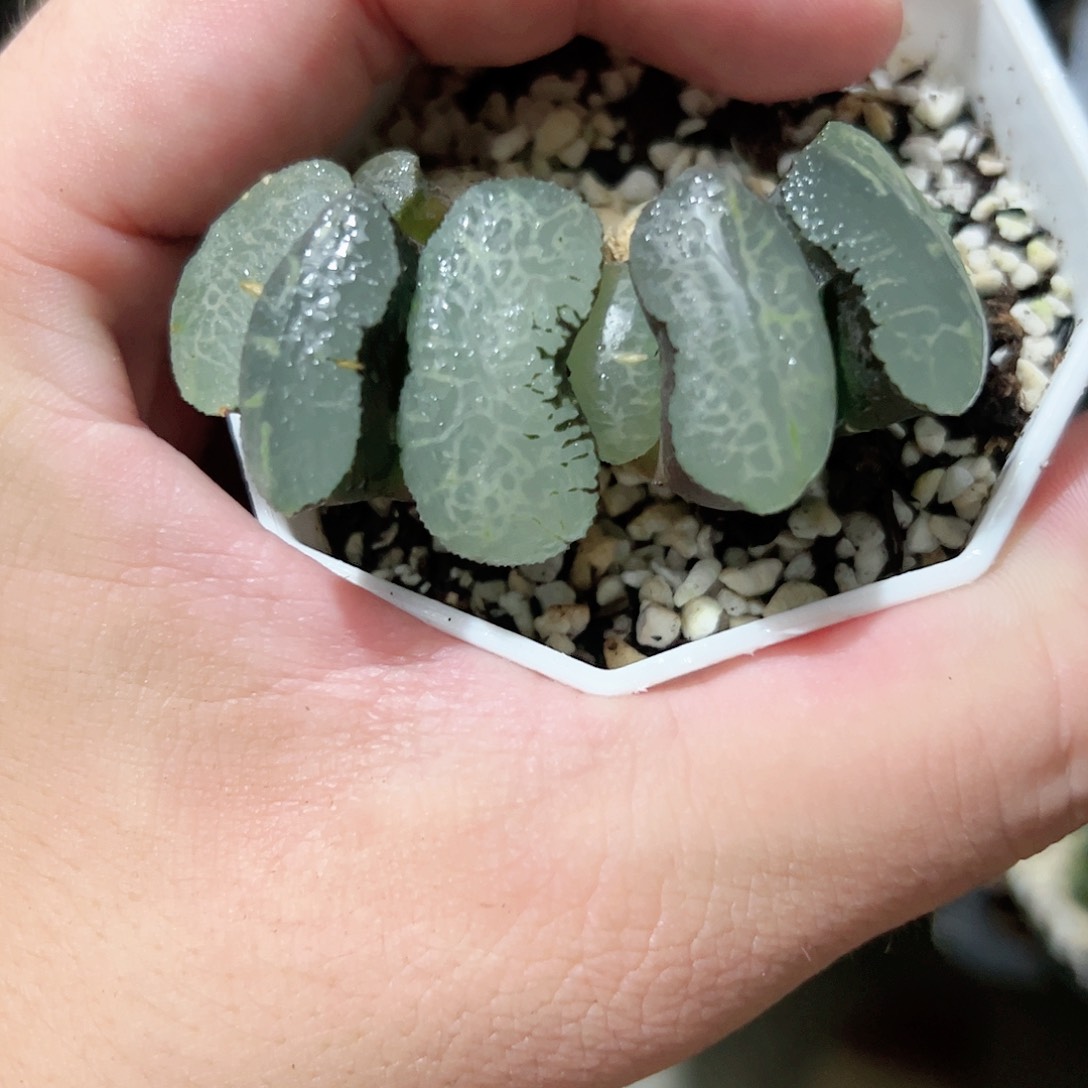 终极蓝玉扇十二卷多肉植物