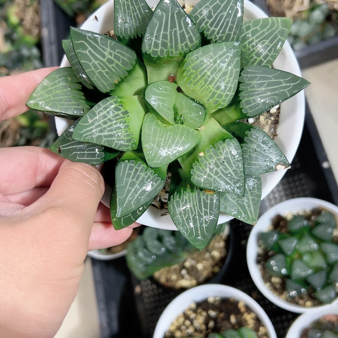 红红火火恍恍惚惚