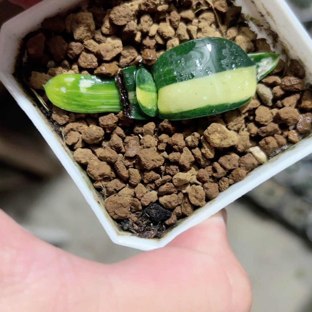 卧牛锦十二卷多肉植物