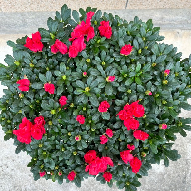 精品杜鹃花盆栽老桩原盆原土好养易活带花苞带叶片发货