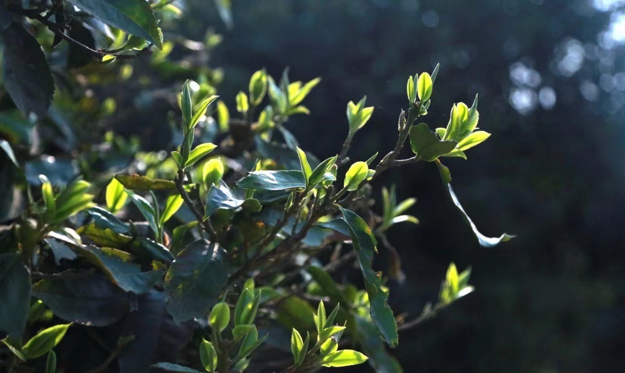 昔归故里生茶通用链接  