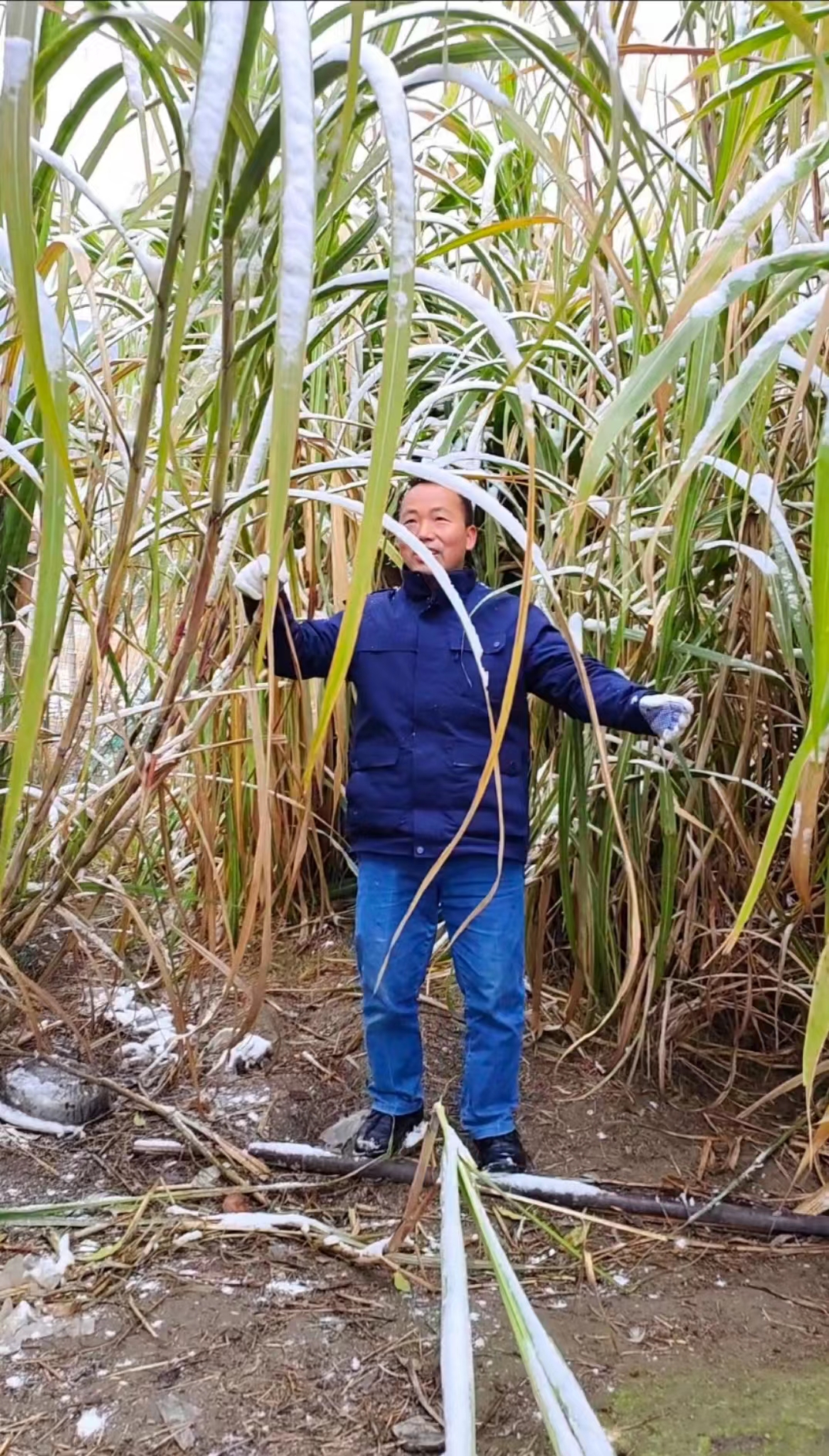 耐寒一号牧草120节，一节一芽，养殖牛羊