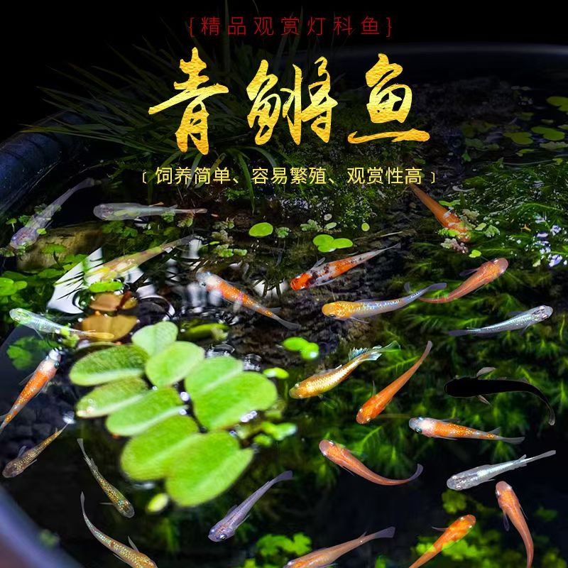 观背青鳉观赏鱼冷水鱼苗魔法鱼小型锦鲤金鱼淡水鱼不打氧好养活体