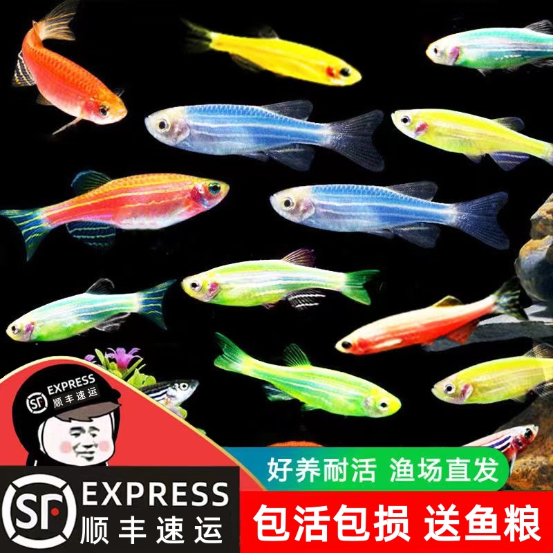【 顺丰速运】皮实小型观赏鱼混色糖果斑马鱼热带鱼新手练手可混养